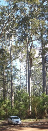 Karri trees in the Warren National Park near Pemberton, Western Australia