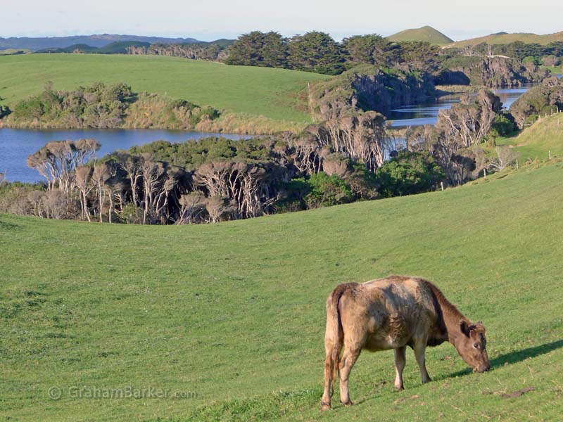 Cow near Surprise Bay, King Island
