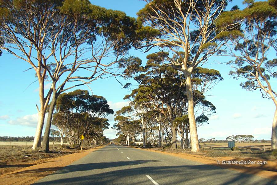 Road lined with salmon gums, wheat belt, Western Australia
