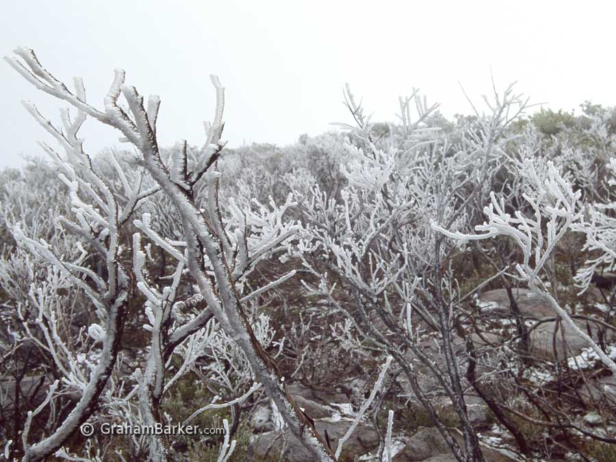 Rime-coated bushes on Bluff Knoll, Stirling Range, Western Australia