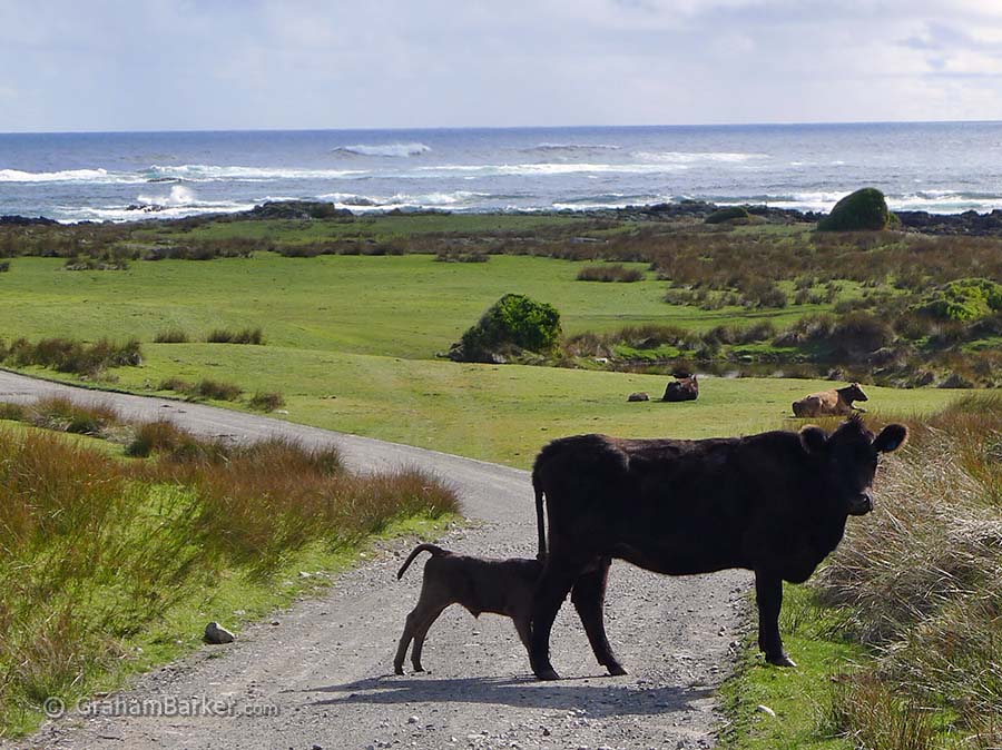 Stopping for cows on a King Island minor road