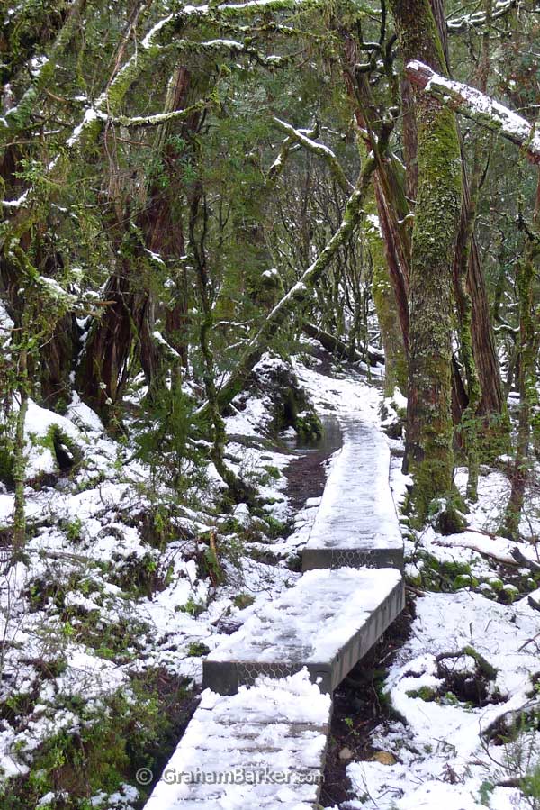 Thawing snow in forest near Cradle Mountain, Tasmania