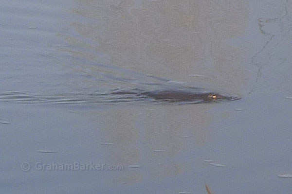 Platypus in the Snowy River at Dalgety, NSW