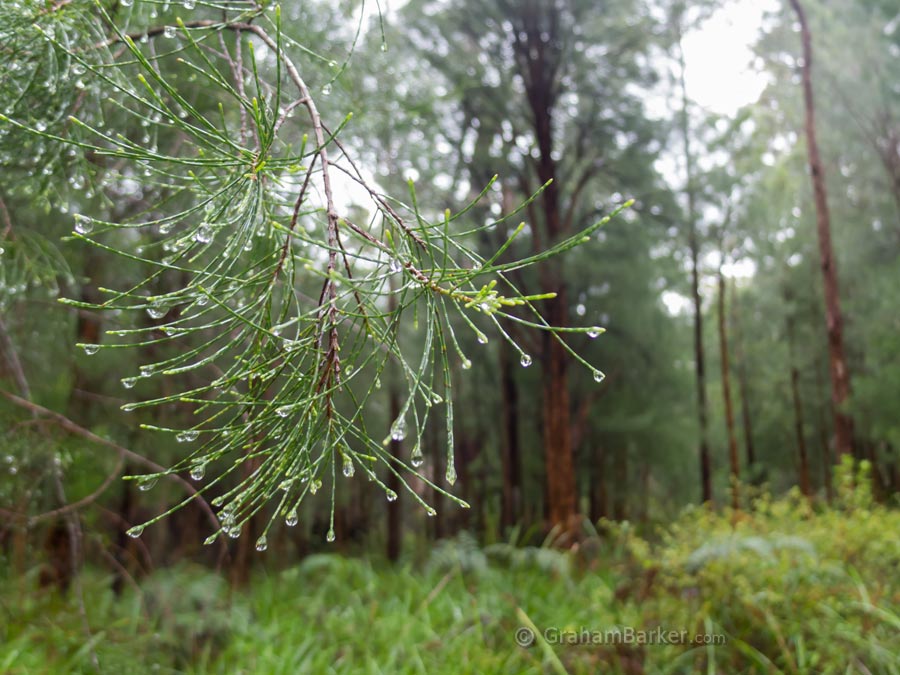 Damp forest near Tree Top Walk, Western Australia