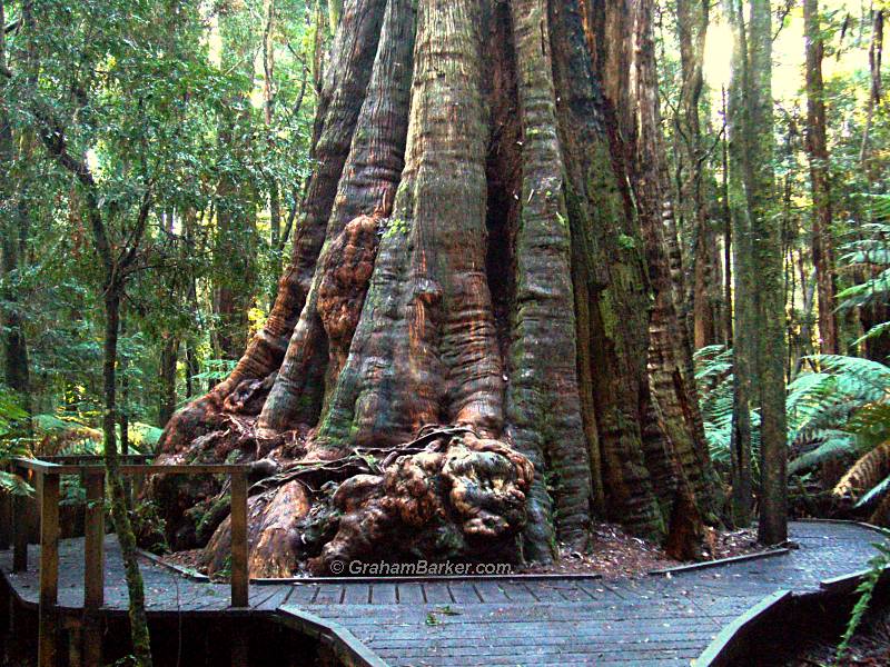 Base of the Big Tree near Dip Falls, Tasmania