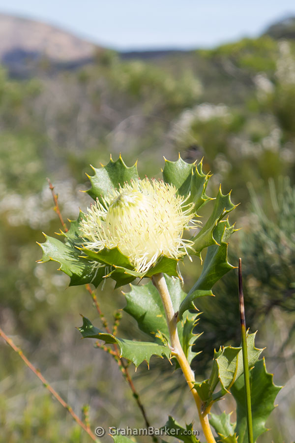 Wildflowers on Frenchmans Peak near Esperance, Western Australia
