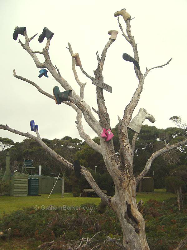 Gumboot tree, Pieman Heads, Tasmania
