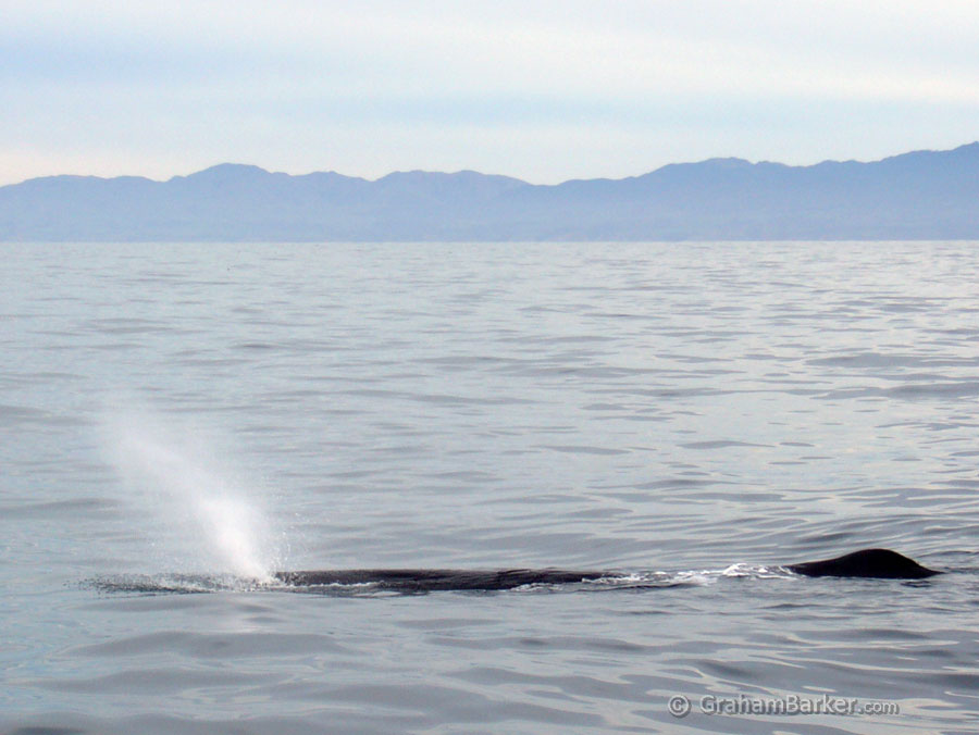 Sperm whale spouting, Kaikoura, New Zealand