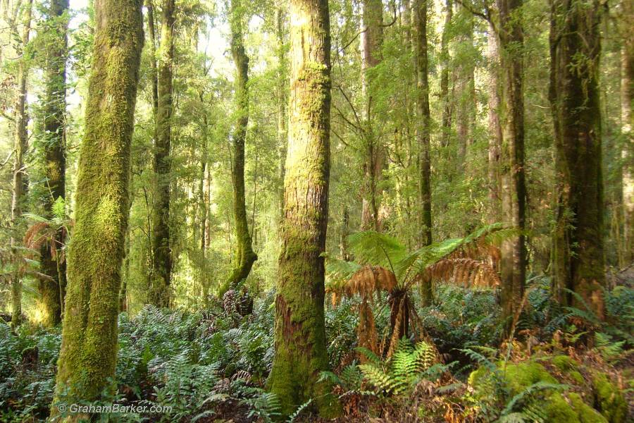 Forest along the trail to Lake Chisholm, northwest Tasmania