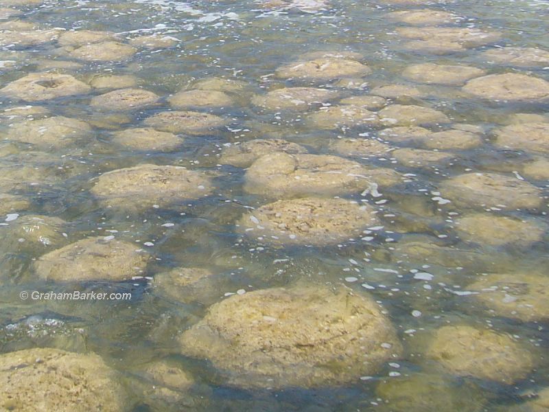 Thrombolites at Lake Clifton, Western Australia