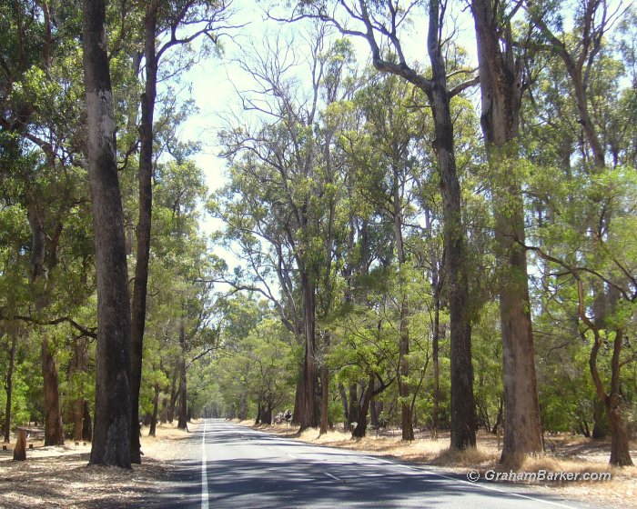 Tuart Drive, east of Busselton, Western Australia