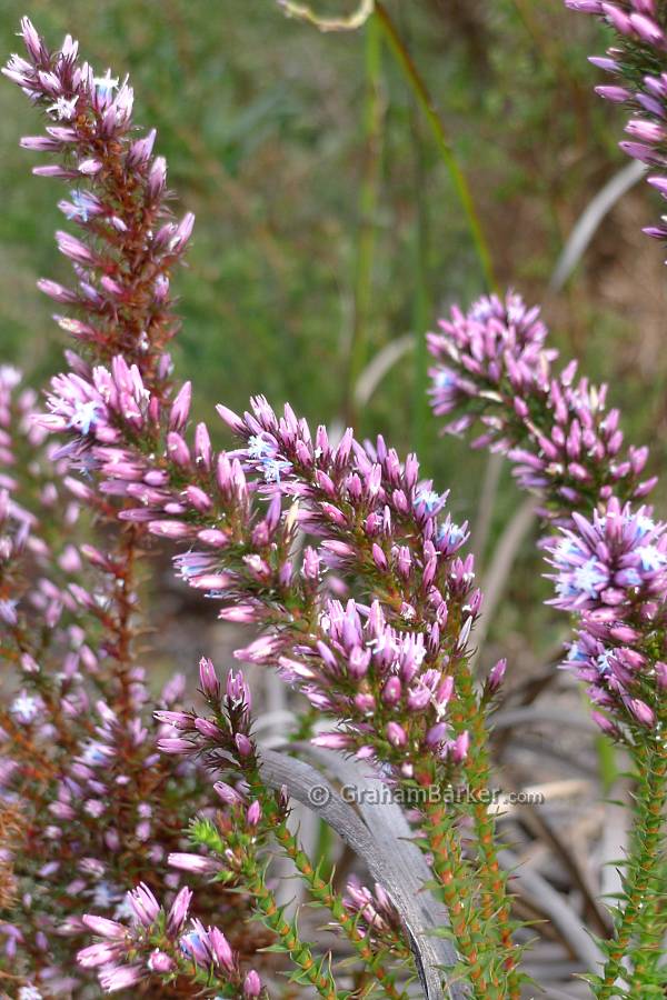 Winter wildflowers, Nuyts wilderness track, Western Australia