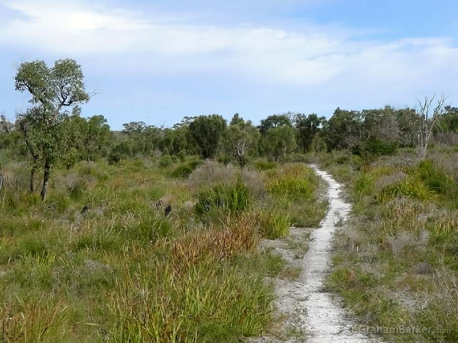Hiking track near Walpole, Western Australia