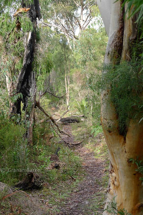 Track near the Deep River, Nuyts wilderness track, Western Australia