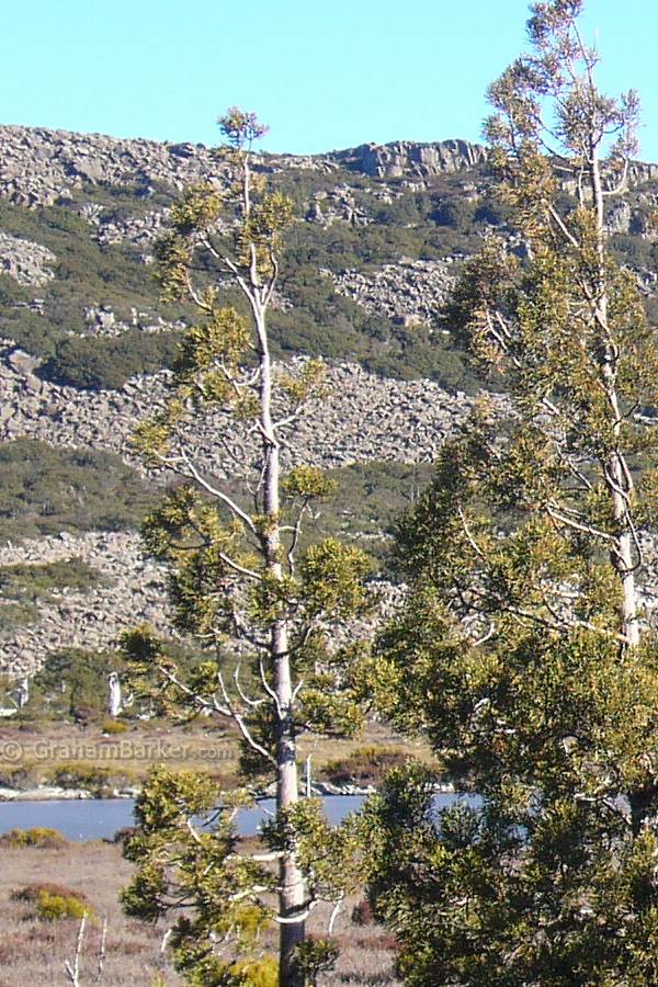 Pine Lake, Tasmania