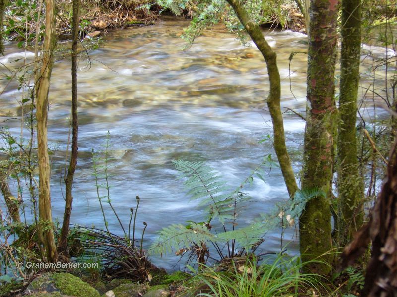 Springwater creek at Pupu Springs, New Zealand