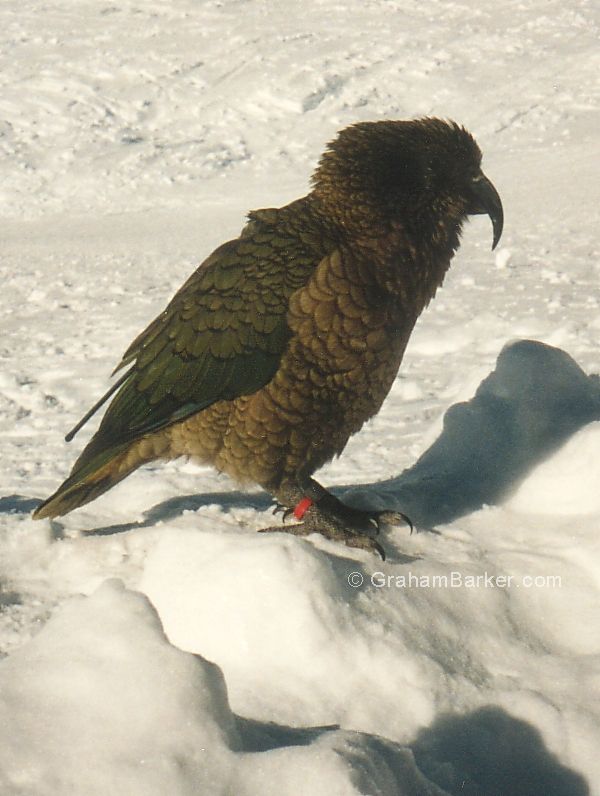 A kea: these alpine parrots are regulars at NZ's ski areas