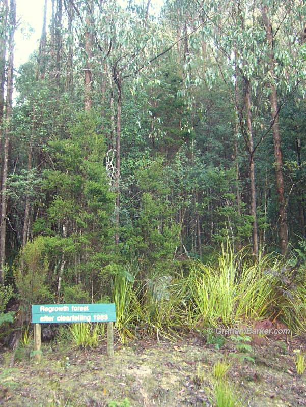 Tasmanian forestry sign: Regrowth forest after clearfelling 1983