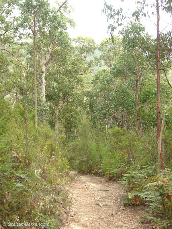 A gentle part of the track to Snug Falls, Tasmania