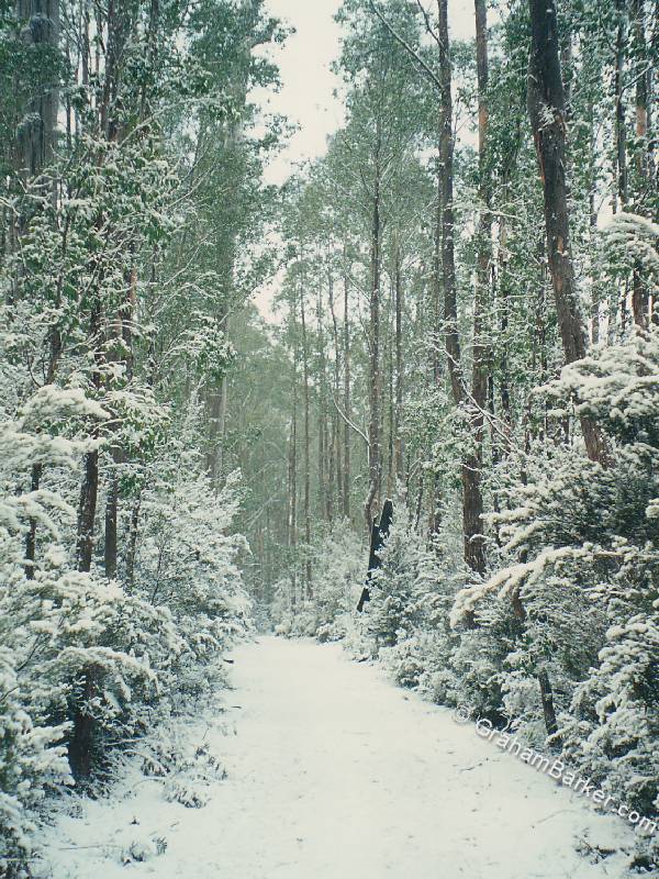 An invitation to walk: snow-covered track, Lake St Clair, Tasmania
