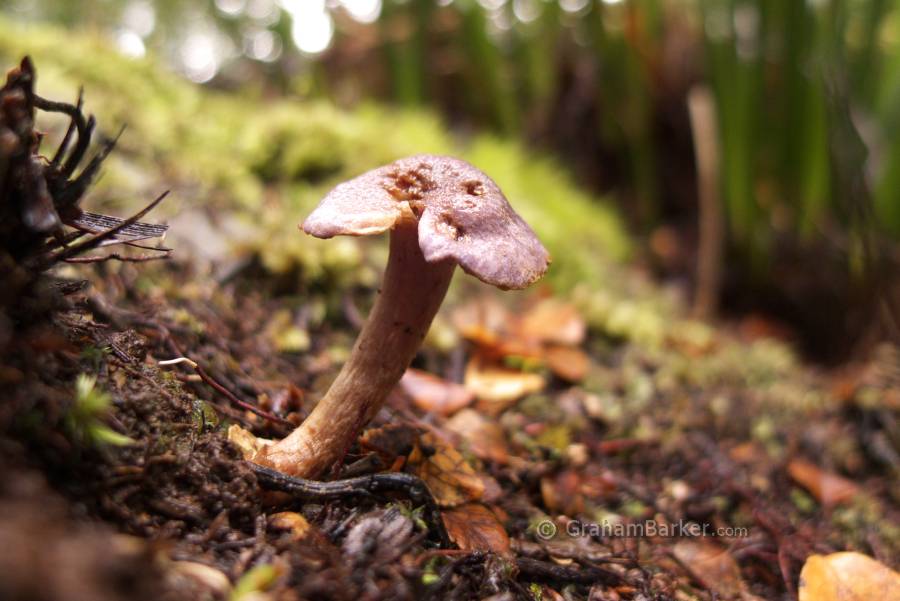Mushroom, Tarkine rainforest, Tasmania