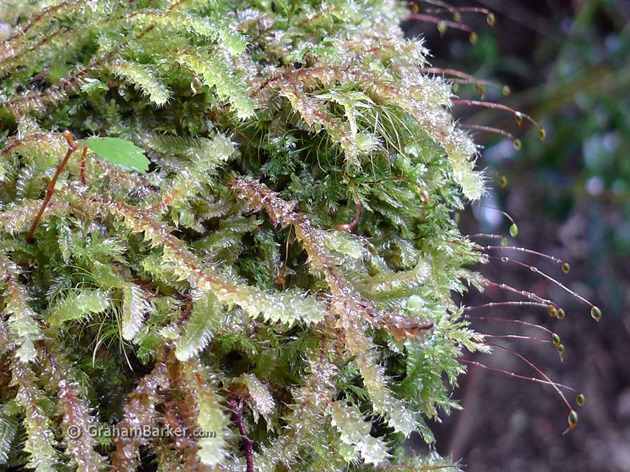 Abundant life growing on a dead log, Tarkine rainforest, Tasmania