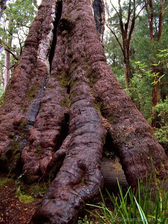 A damp tingle tree, Western Australia