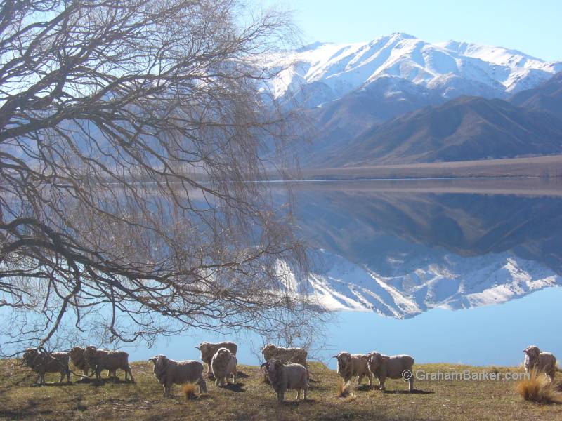 The essential kiwi photo: mountain + lake + sheep, Waitaki Valley, New Zealand