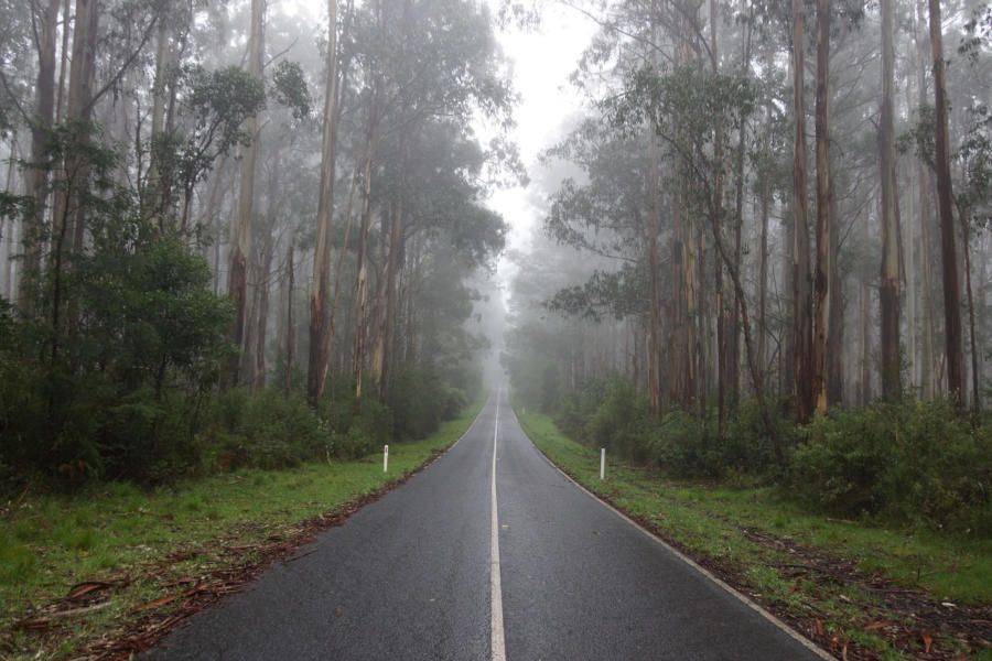 Early in the drive from Warburton to Jamieson, Victoria. Photo by Adrian Millard