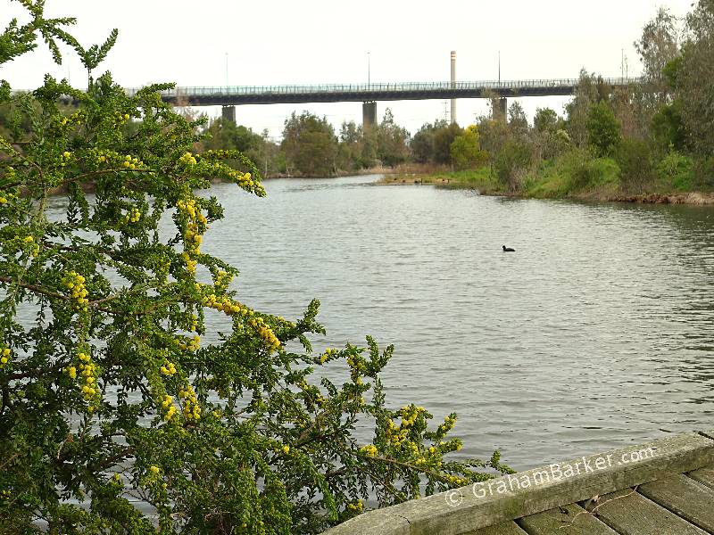 Wattle, ducks and peaceful wetland with freeway bridge and monster chimney. Westgate Park, Melbourne, Australia