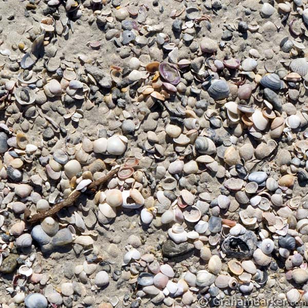 Shells on Yellow Rock Beach, King Island, Tasmania